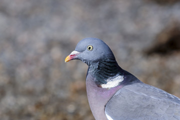 columba palumbus, common wood pigeon