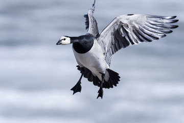 barnacle goose, branta leucopsis