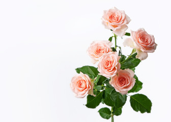 bunch of rose flowers on white background