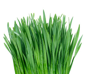 grass with water drops