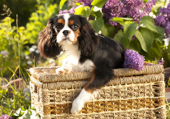 Cavalier King Charles spaniel