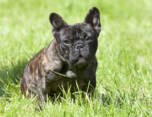 French Bulldog sitting on a green lawn