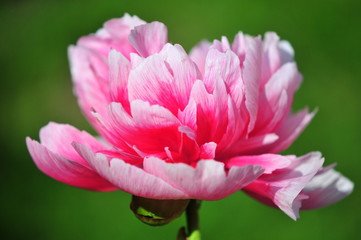 pink peony