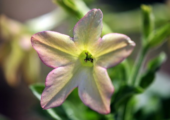 Fototapeta premium nicotiana