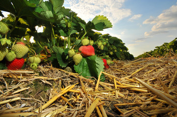 Frische Erdbeeren vom Feld