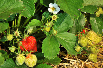 Frische Erdbeeren vom Feld