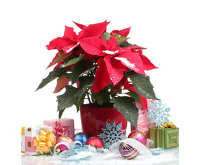 Beautiful poinsettia with christmas balls and presents isolated