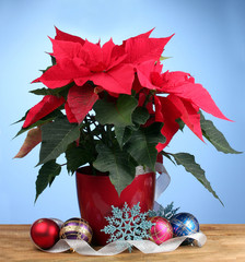 Beautiful poinsettia with christmas balls
