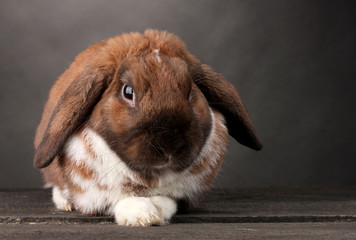 Lop-eared rabbit on grey background
