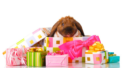 Lop-eared rabbit in gift box isolated on white