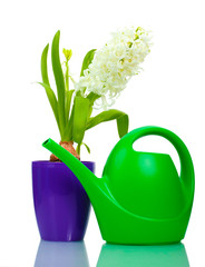 White hyacinth in flowerpot and watering can isolated