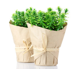 thyme herb plants in pots with beautiful paper decor isolated