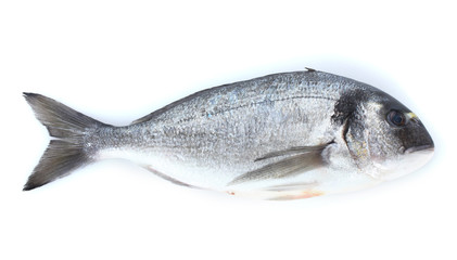 Fresh fish isolated on white