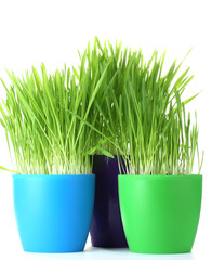 beautiful grass in a flowerpots isolated on white