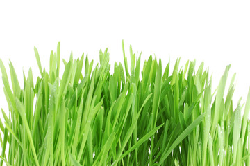 Fototapeta na wymiar beautiful green grass isolted on white