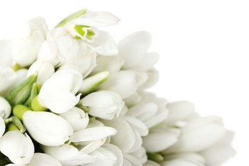 Obraz na płótnie Canvas beautiful bouquet of snowdrops isolated on white