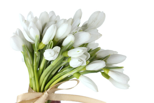 Beautiful Snowdrops Isolated On White