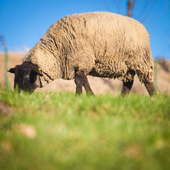 Fototapeta premium Suffolk black-faced sheep (Ovis aries) grazing on a meadow