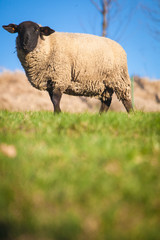 Suffolk black-faced sheep (Ovis aries) grazing on a meadow