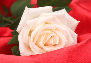 Beautiful rose on red cloth