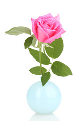 Fototapeta premium Beautiful rose in vase isolated on white