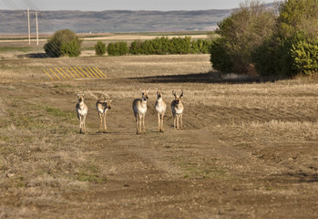 Pronghorn Antelope