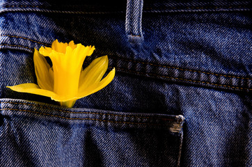 Daffodil and Blue Jeans