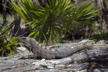 Iguana