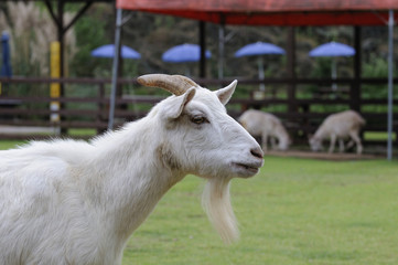 ヤギのポートレート