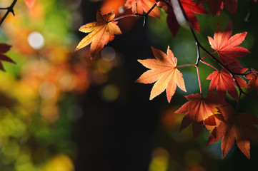 紅葉