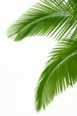 Leaves of palm tree