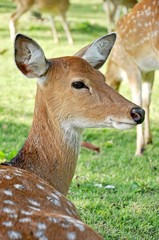 Young female sika deer