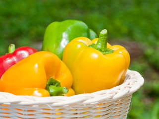 fresh sweet  paprika in wood basket