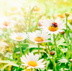 Ladybug Flower Hopper