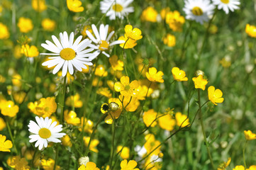 prairie fleurie