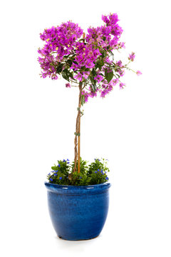 Detail Bougainvillea In Blue Pot