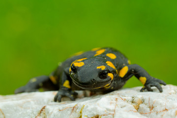 Salamander