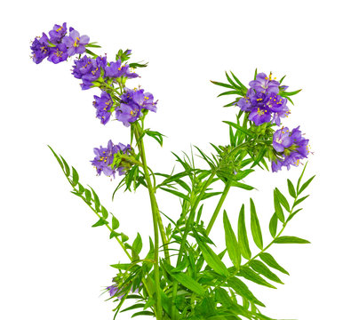 Jackobsleiter, Polemonium caeruleum