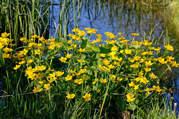 Marsh Marigold (Caltha palustris)