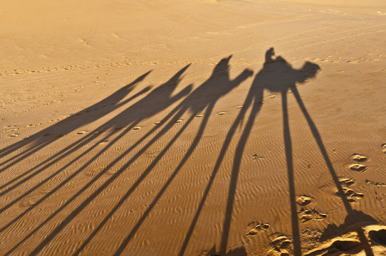 Camels shadows over Erg Chebbi at Morocco
