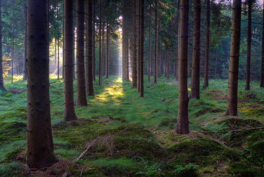 Fototapeta Sunrise in a mysterious pine forest