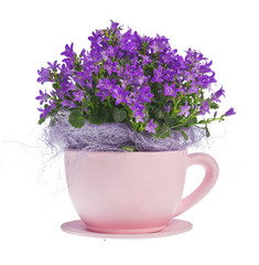 composition of kampanula flowers