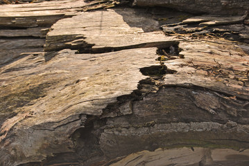 Geborstene Baumrinde in der Sonne
