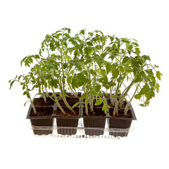 Sprouts of tomato plant