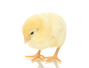beautiful little chicken isolated on the white