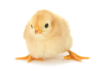 beautiful little chicken isolated on the white