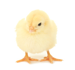 beautiful little chicken isolated on the white