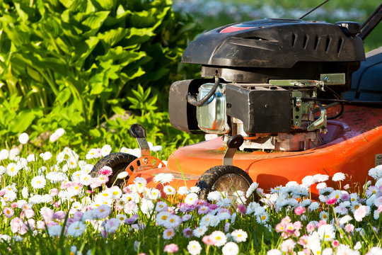 Lawn mower in blossoms