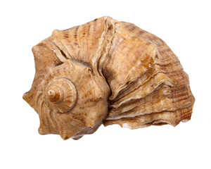 Sea shell