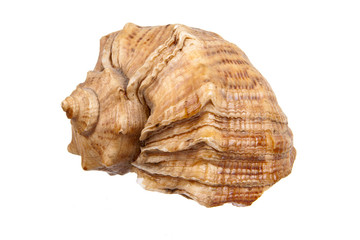Sea shell